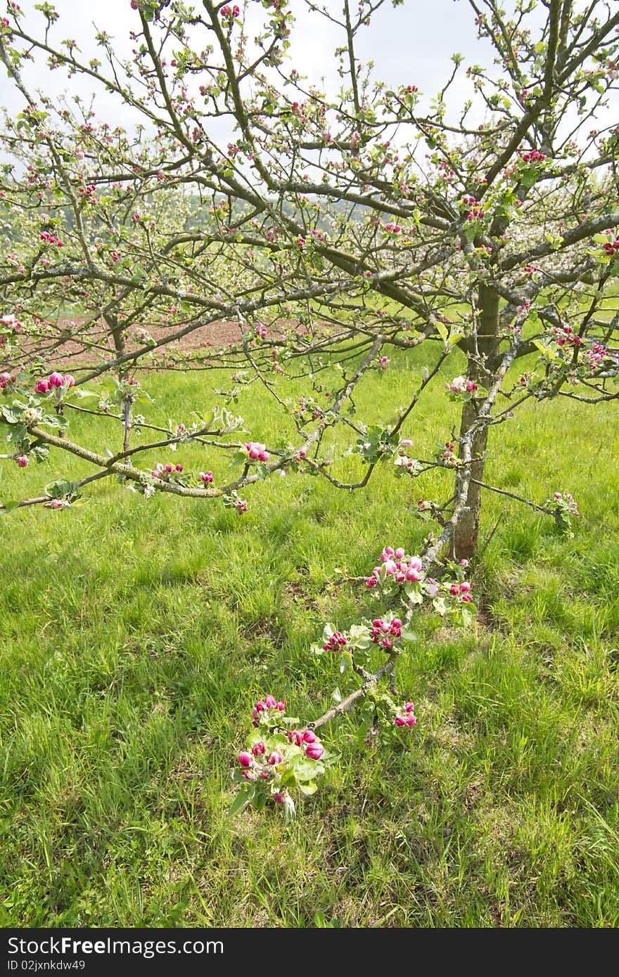 Details of a blossoming apple tree. Details of a blossoming apple tree