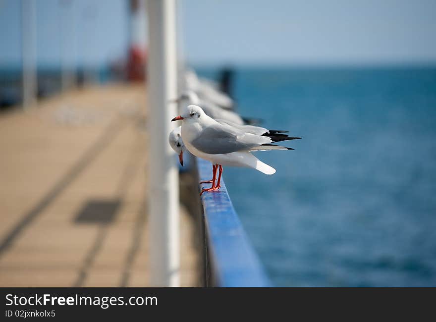 Seagulls on the pier