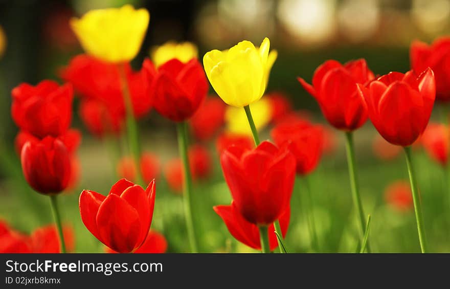 Beatiful Tulips Bloom in the garden.