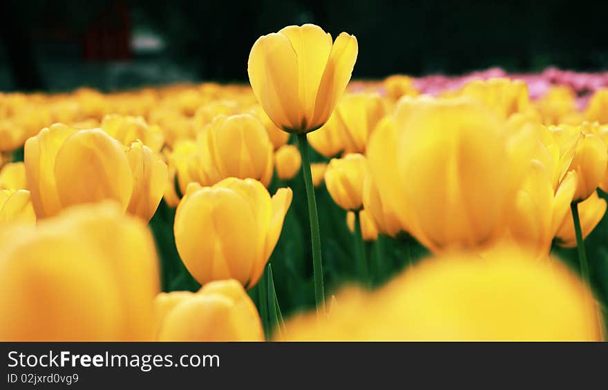 Beatiful Tulips Bloom in the garden.