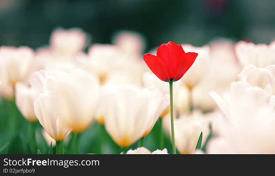 Beatiful Tulips Bloom in the garden.