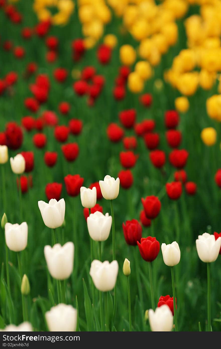 Beatiful Tulips Bloom in the garden.