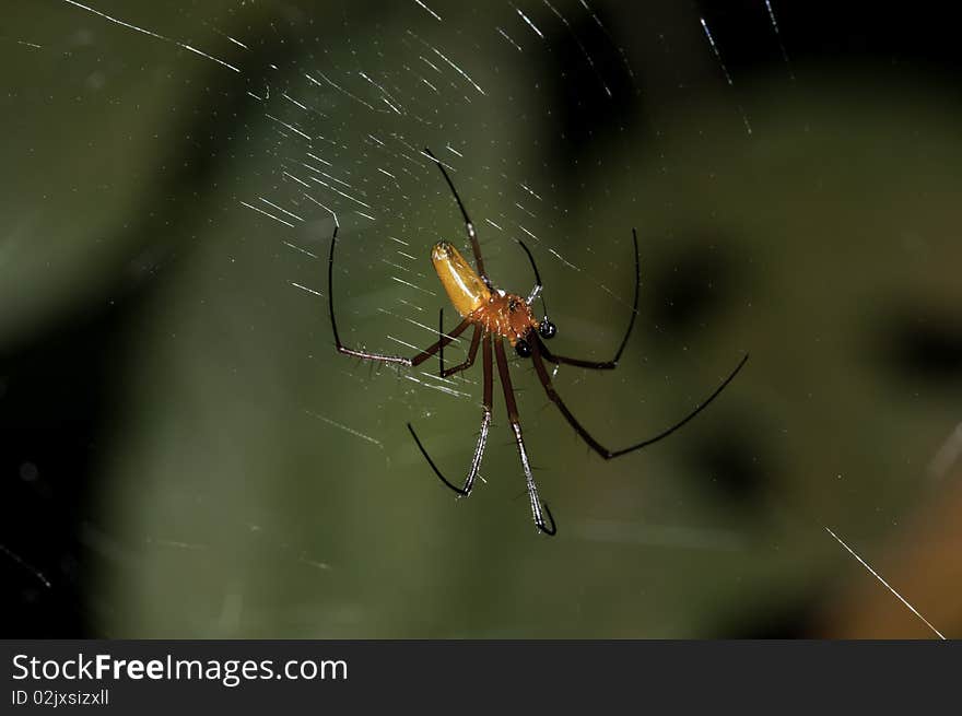 Banana Spider Closeup