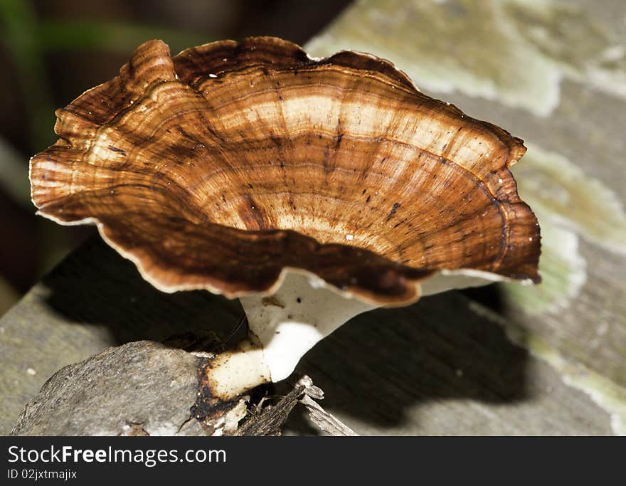 A closeup of wild Polyporales mushroom growing on a Decomposing wood