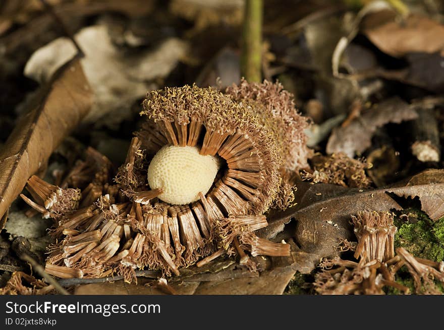 An Abstract of Seed on a Forest Floor Ready for the Next Generation. An Abstract of Seed on a Forest Floor Ready for the Next Generation