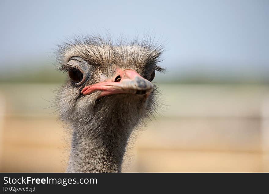 Ostrich portrait in the farm