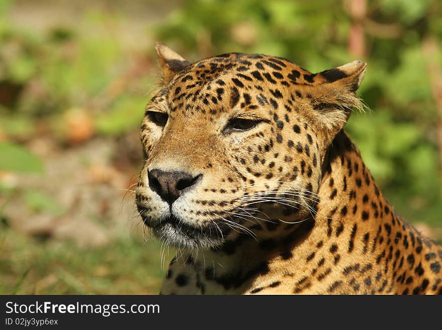 Animals: Portrait of a leopard with blurred background