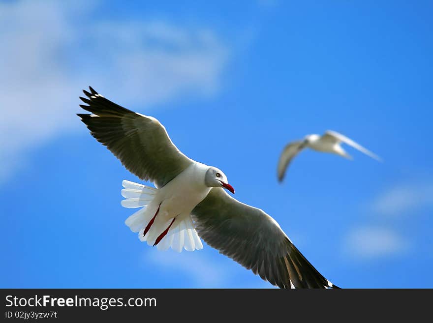 Flying seagull