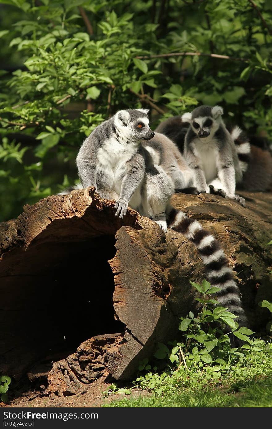 Ring-tailed lemurs sitting on a log