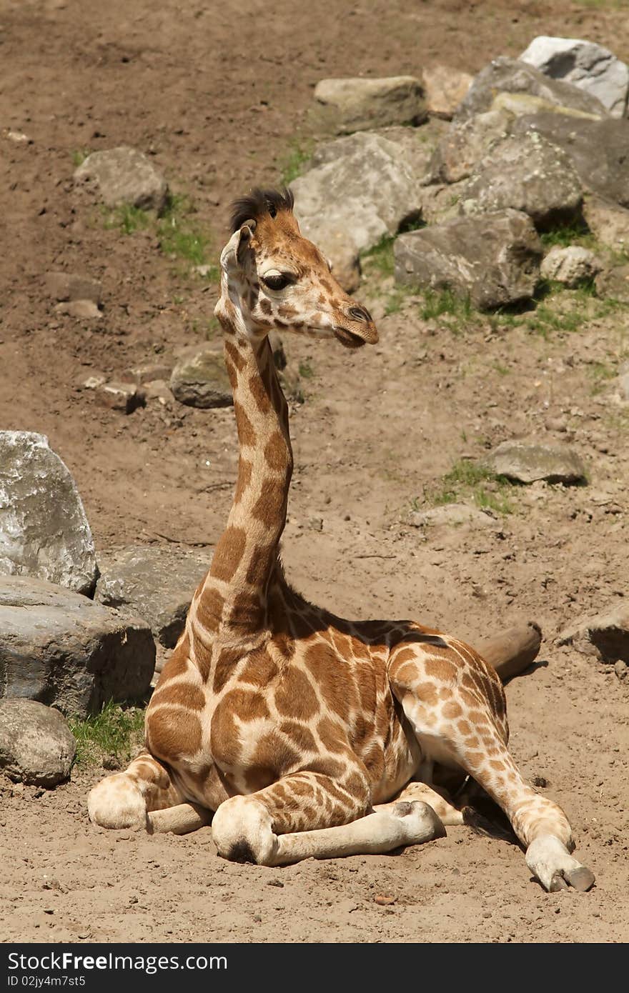 Young giraffe laying on the ground