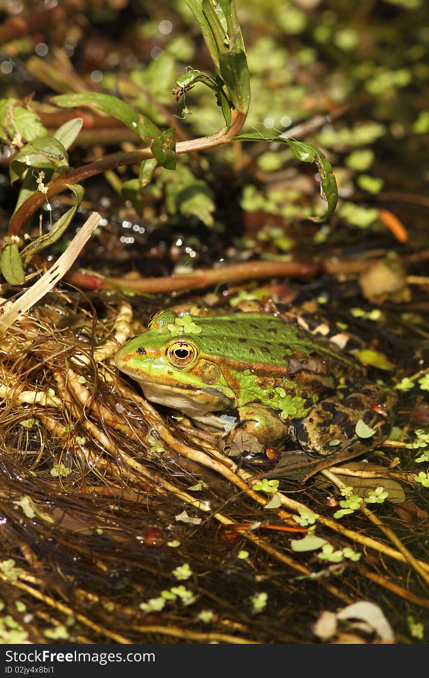 Frog in the water