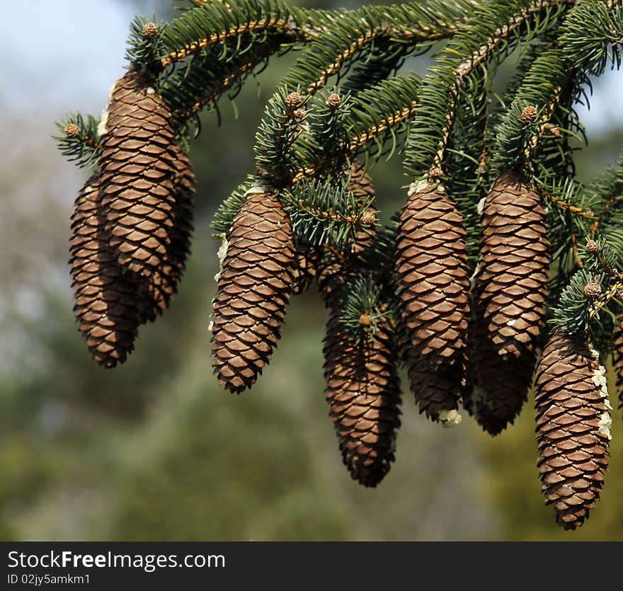 Cones