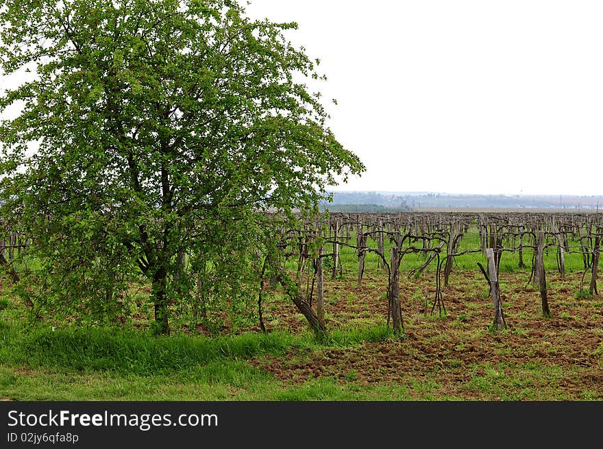 Abandoned Vineyard