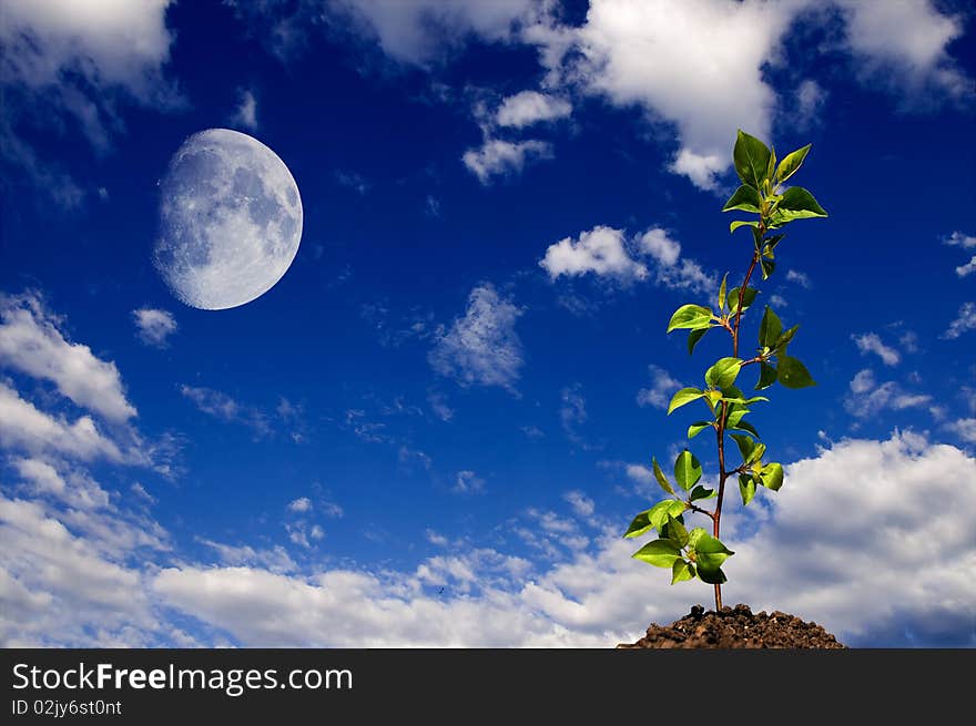 The young green sprout of wood against the sky. The young green sprout of wood against the sky