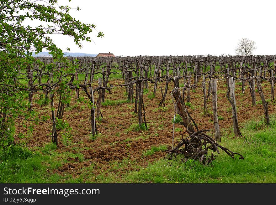 Abandoned Vineyard