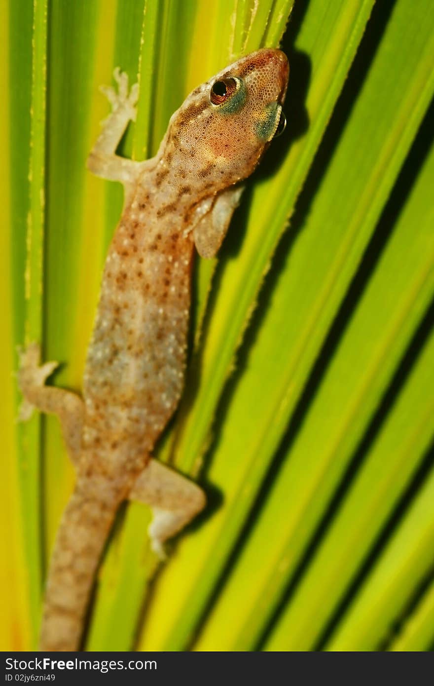 Wild Lizard on the green leaf