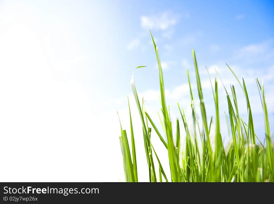 Grass conceptual image. Very green and fresh grass.