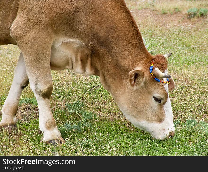 Green pastures and cows