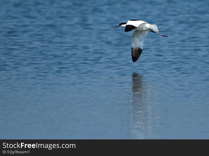 Pied Avocet in flight with reflection