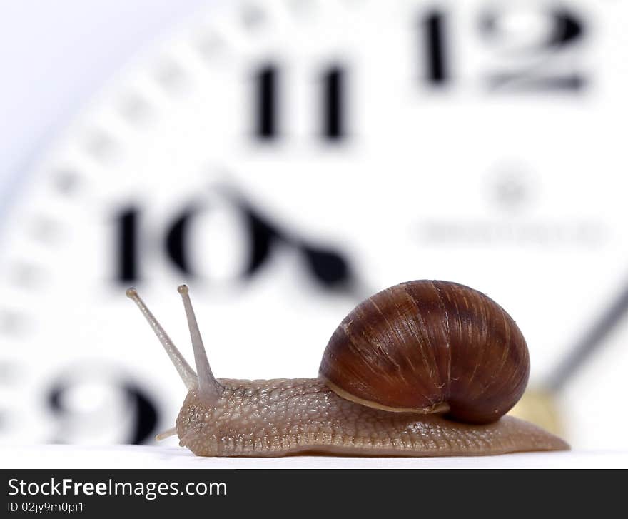 Edible snail crawling along the clock