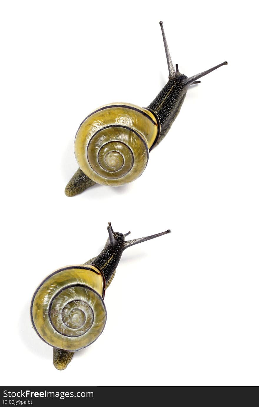 White-lipped  Snails