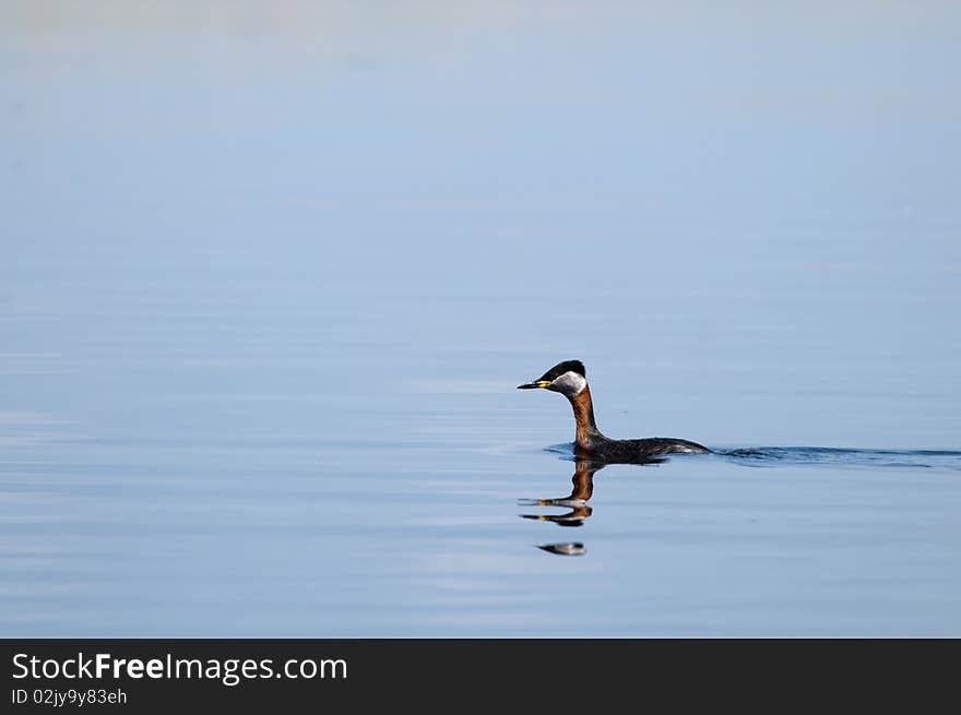 Red Necked Grebe In Water