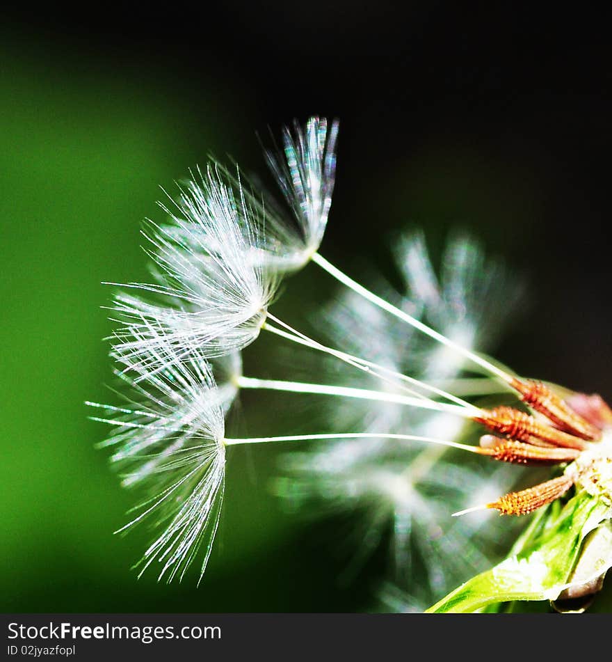 A part of dandelion in green and yellow background。