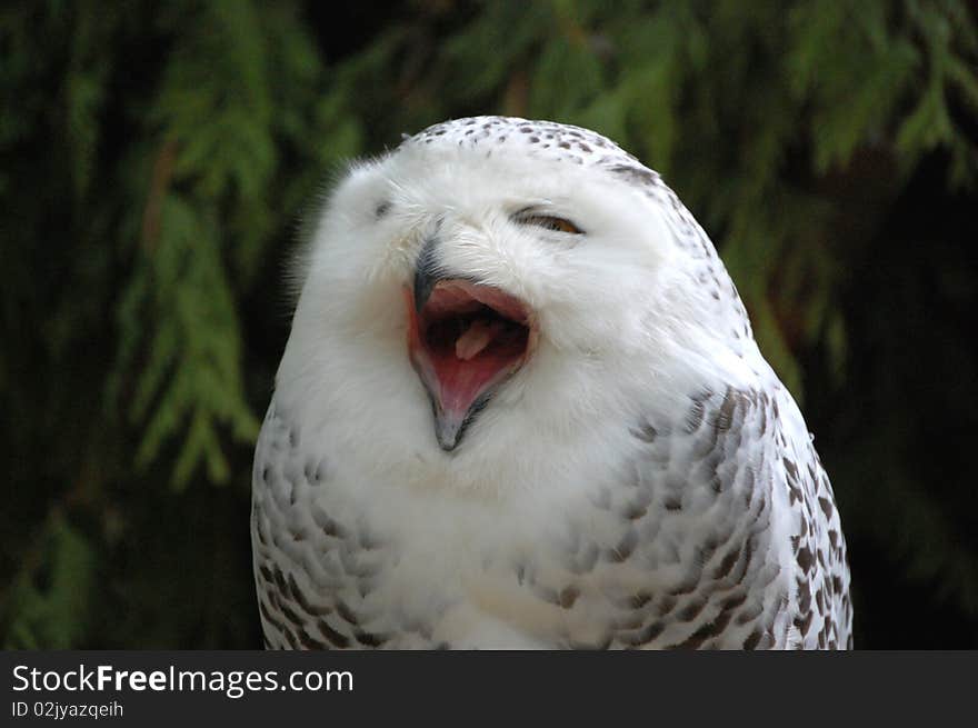 Snowy owl