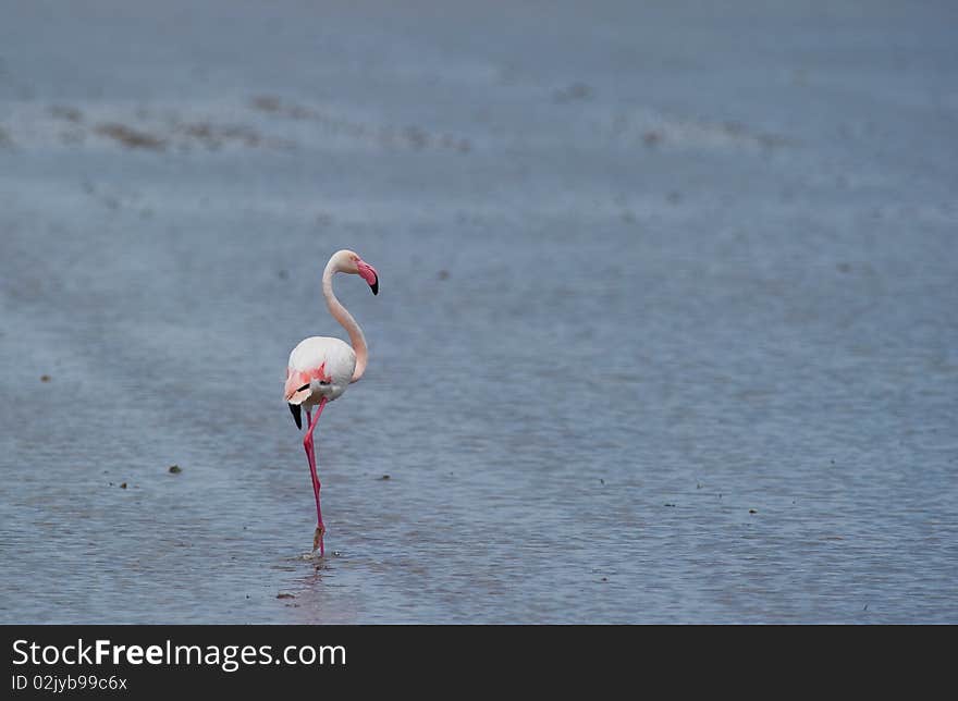 Lonely Flamingo