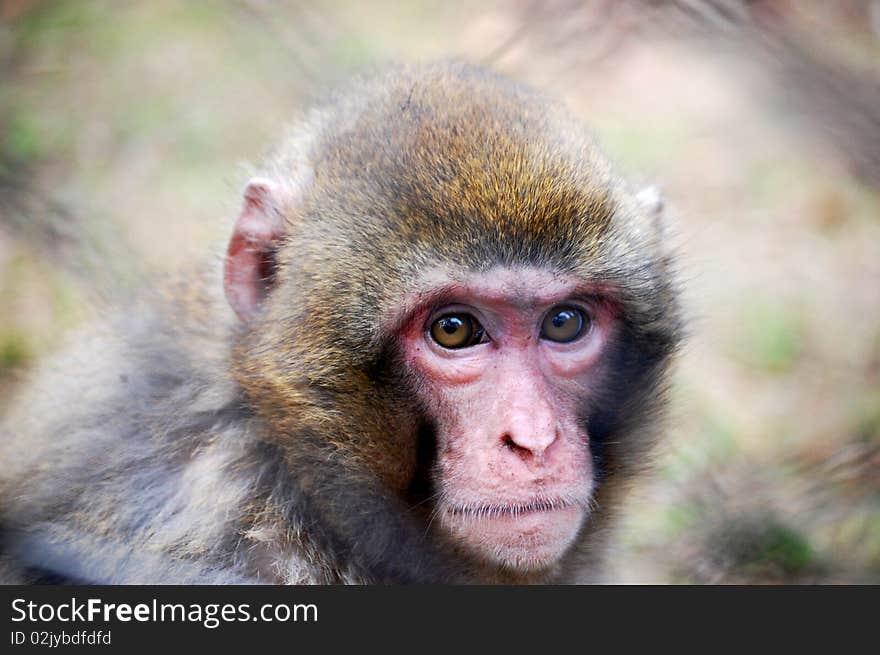 Macaque