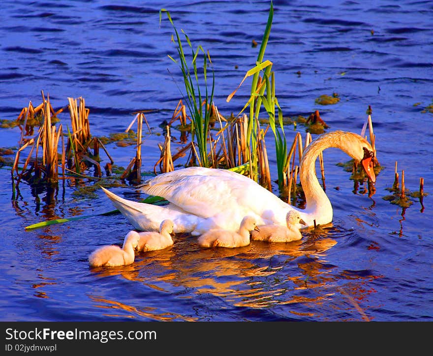 A swan and its cubs. A swan and its cubs