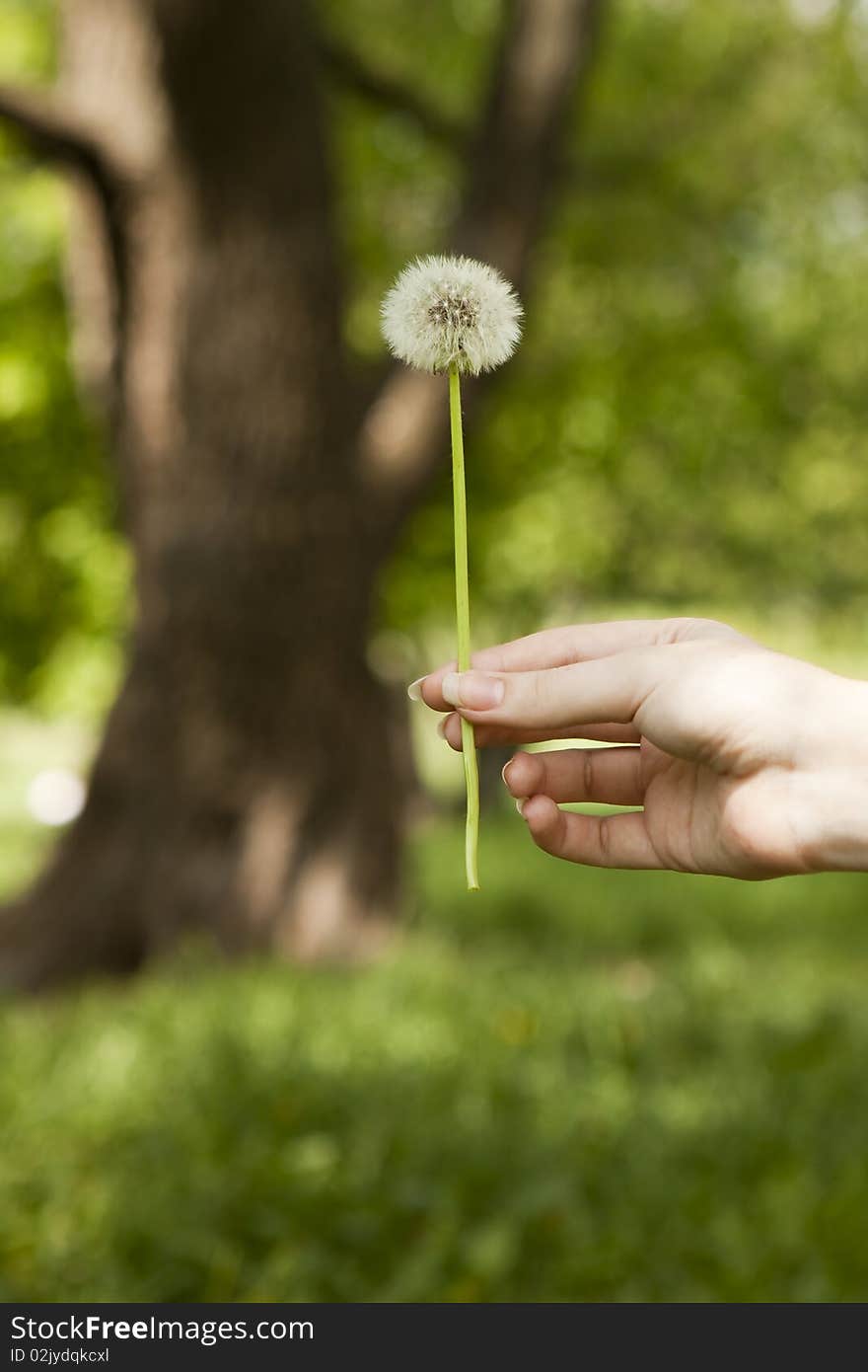 Dandelion