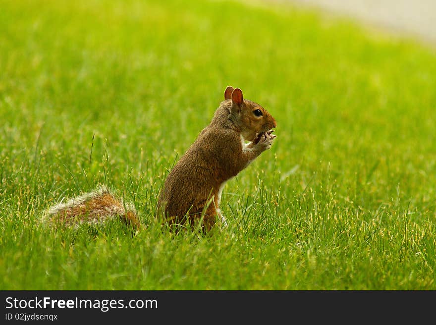 Eating squirrel