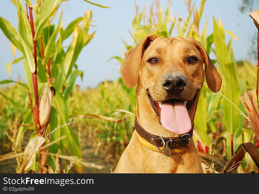 Portrait of young rhodesian ridgeback having fun in a corn field. Portrait of young rhodesian ridgeback having fun in a corn field