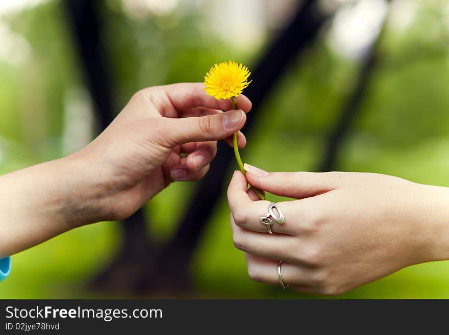 Young couple has yellow dandelions. Young couple has yellow dandelions