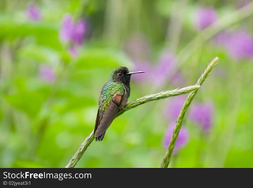 Hummingbird sitting on perch