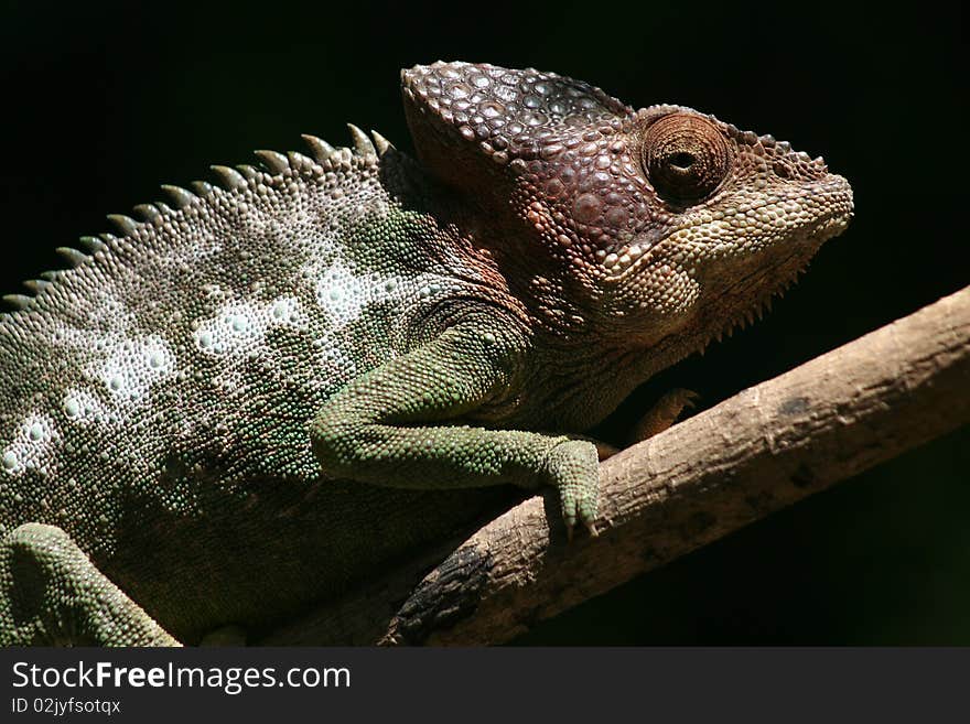 Wild Chameleon Of Madagascar