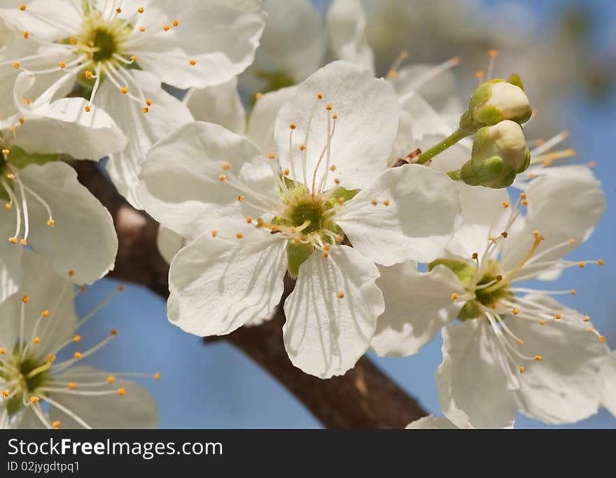 Macro shot of blossomed cherry-tree branch