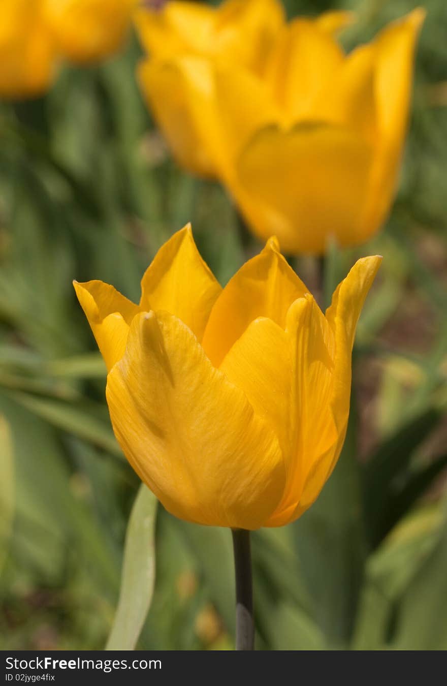 Closeup image of yellow tulip