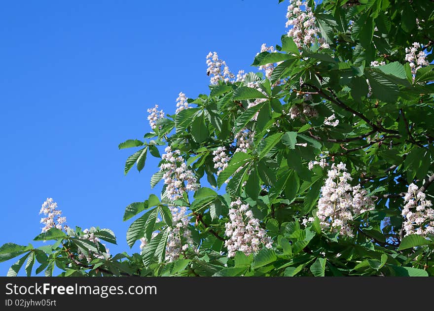 Blossoming chestnut branch