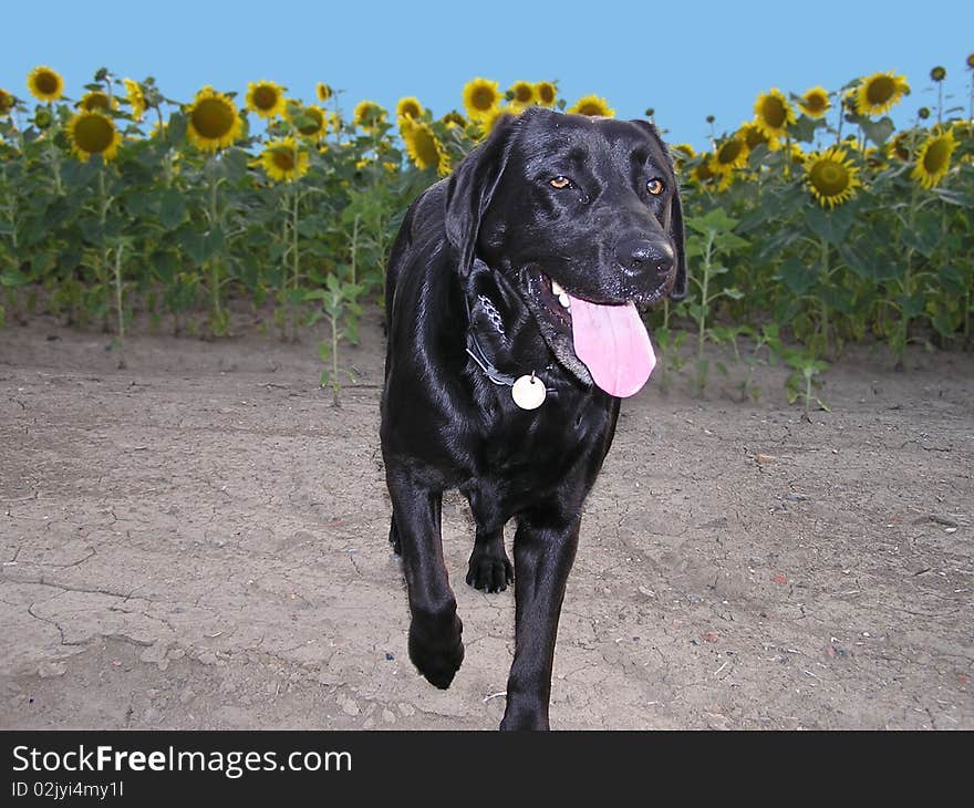 Happy dog running with a sunflower field. Happy dog running with a sunflower field.