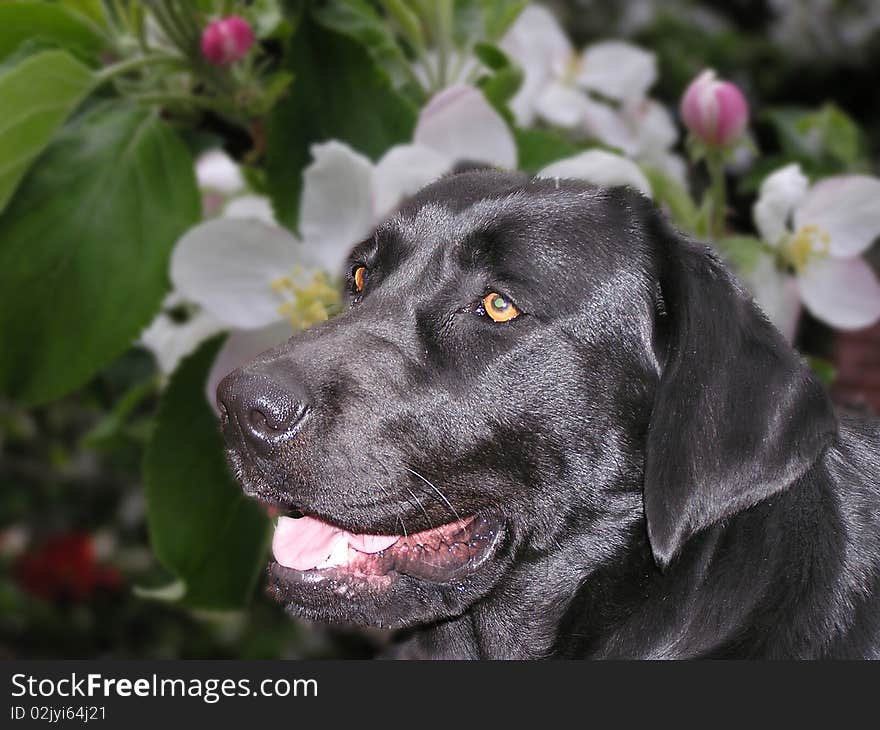 Labrador retriever on flowery background. Labrador retriever on flowery background.