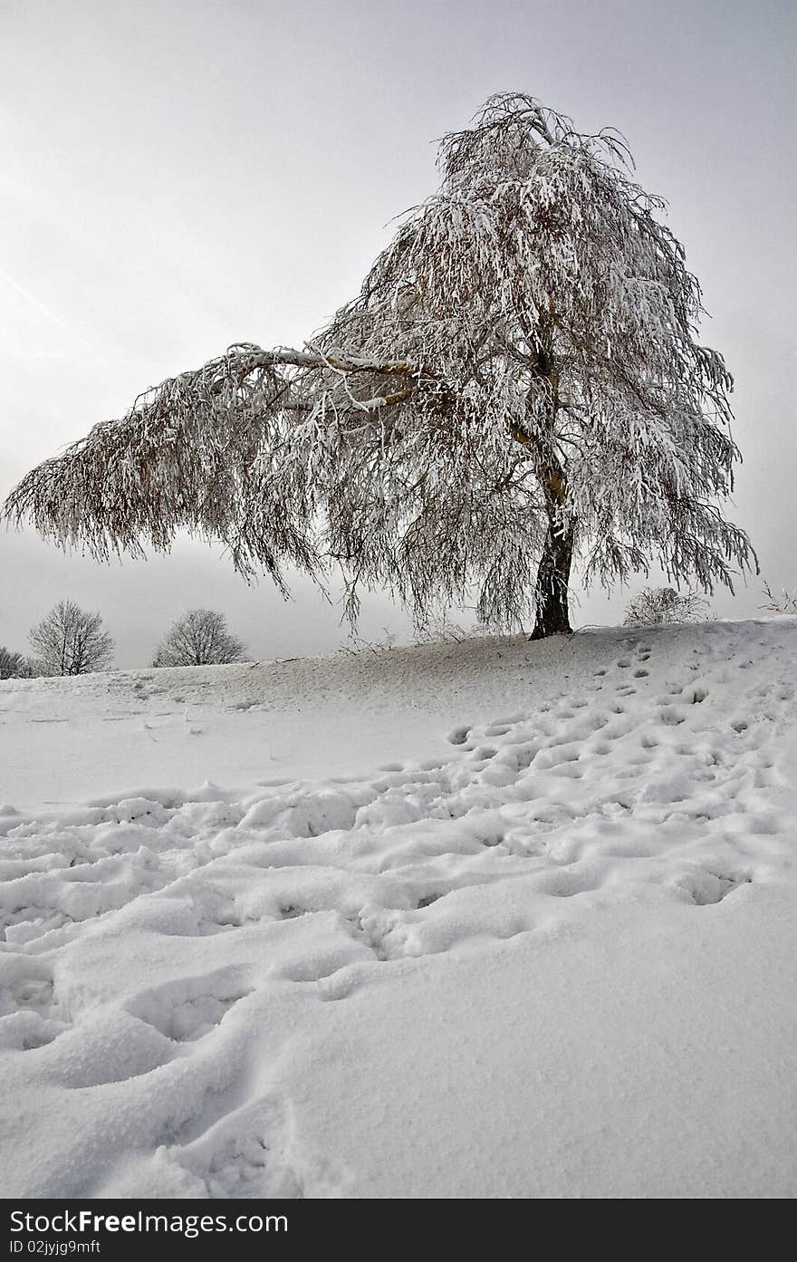 Large tree on a hill covered with snow. Large tree on a hill covered with snow