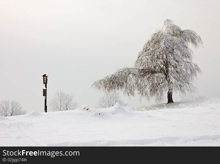 Snowy Tree