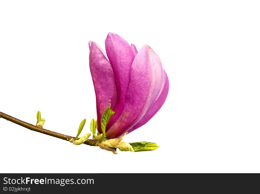 Flowering branch of magnolia isolated on a white background. Flowering branch of magnolia isolated on a white background.