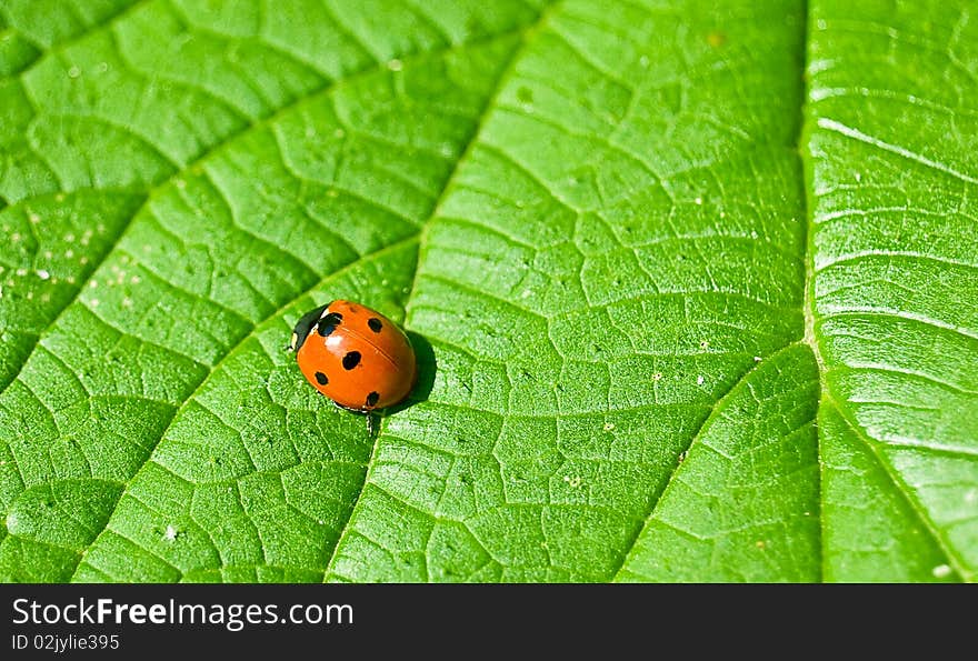 Ladybug on the green leaf