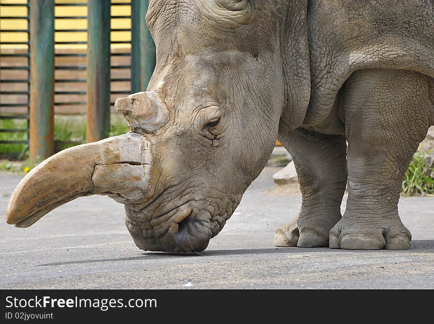 Portrait of rhinoceros with a large horn. Portrait of rhinoceros with a large horn