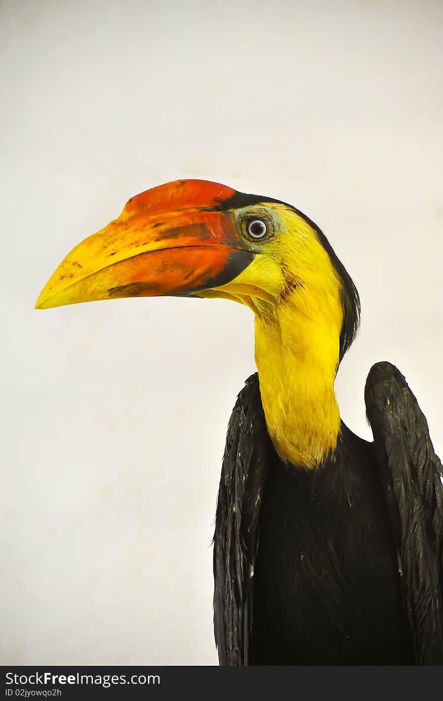 Wrinkled Hornbill