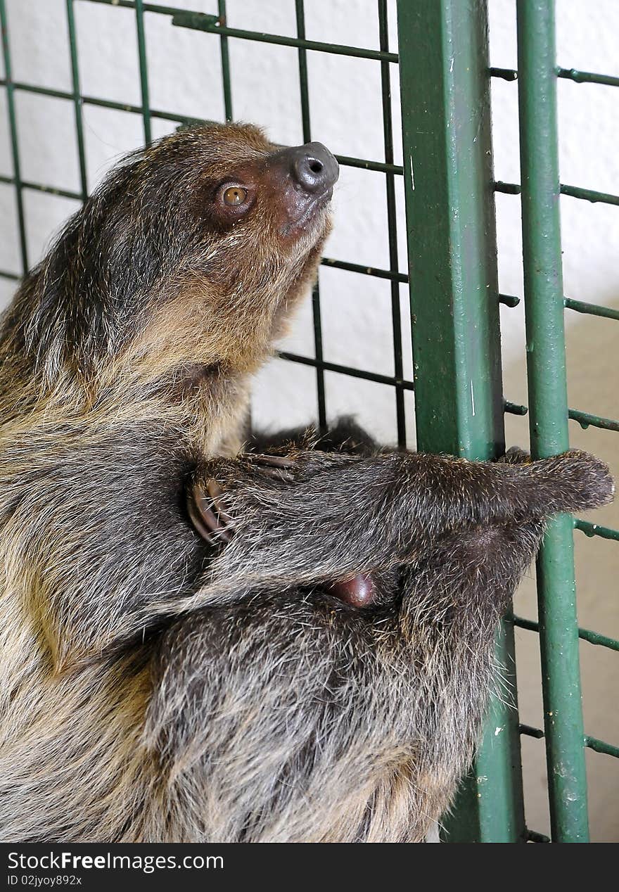 Young Two-toed Sloth is awake. Young Two-toed Sloth is awake