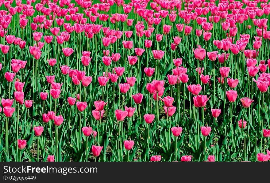 Large lawn on which grows a lot of bright tulips